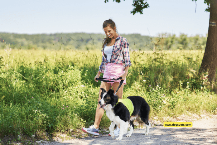 Enhancing Pet Safety and Comfort During Outdoor Adventures